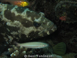 Taken on hol in 2008 at Fihalhohi Maldives. by Gerri Tomlinson 